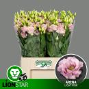 Lysianthus Rose / Pink - 1 Stiel
